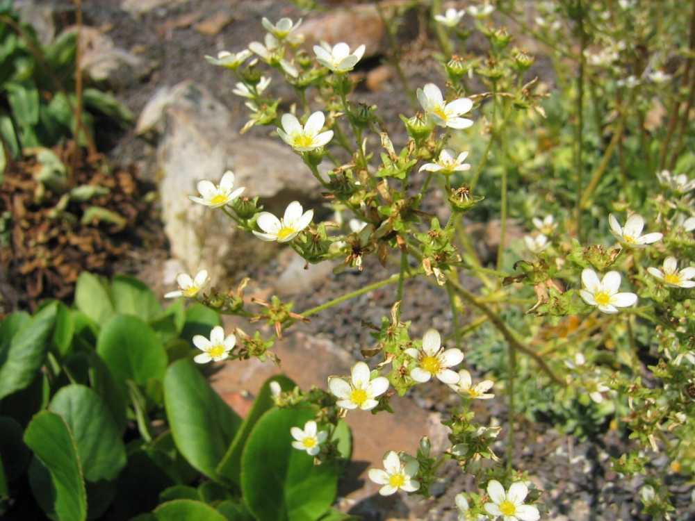 Saxifraga hostii (Südlicher Steinbrech)